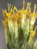 Image of yellow rabbitbrush