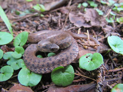 Image of Mexican Brown Snake