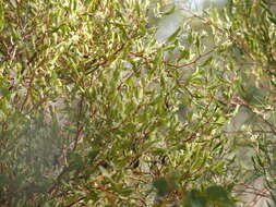 Image de Hakea trifurcata (Sm.) R. Br.