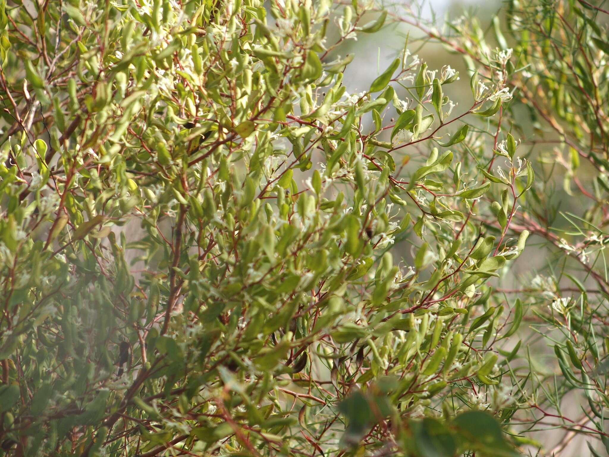 Image de Hakea trifurcata (Sm.) R. Br.