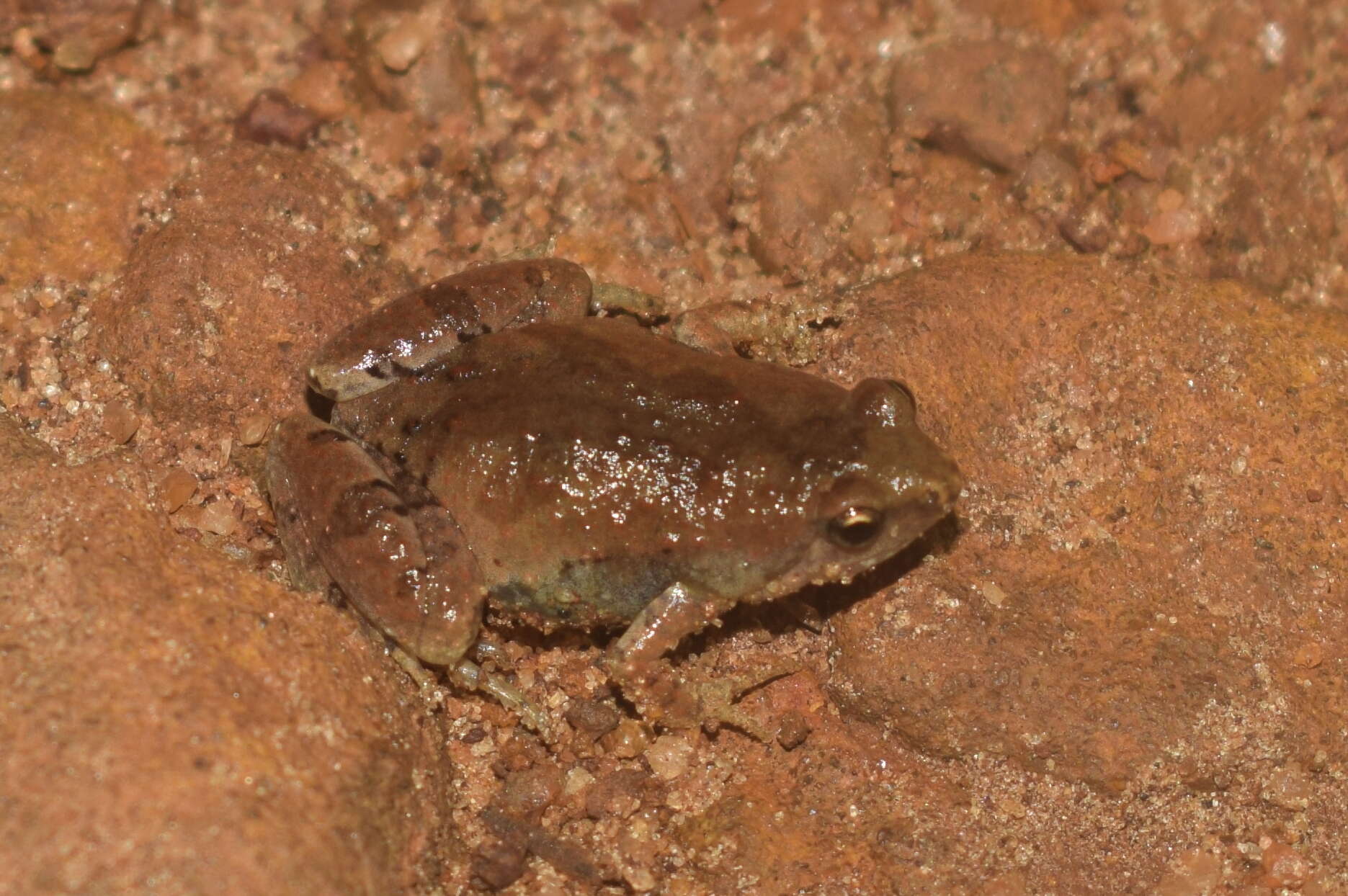 Image of Microhyla nilphamariensis Howlader, Nair, Gopalan & Merilä 2015