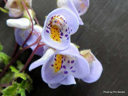 Image of Jovellana violacea (Cav.) G. Don