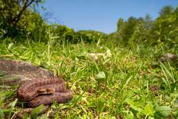 Image of Caucasian (Caucasus) Viper