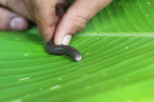 Image of Amerotyphlops tycherus (Townsend, Wilson, Ketzler & Luque-Montes 2008)