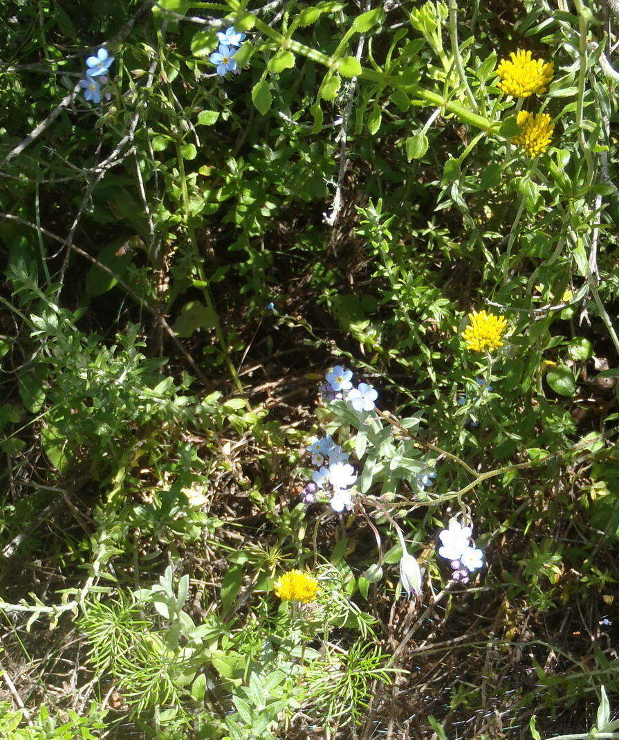 Слика од Myosotis arvensis (L.) Hill