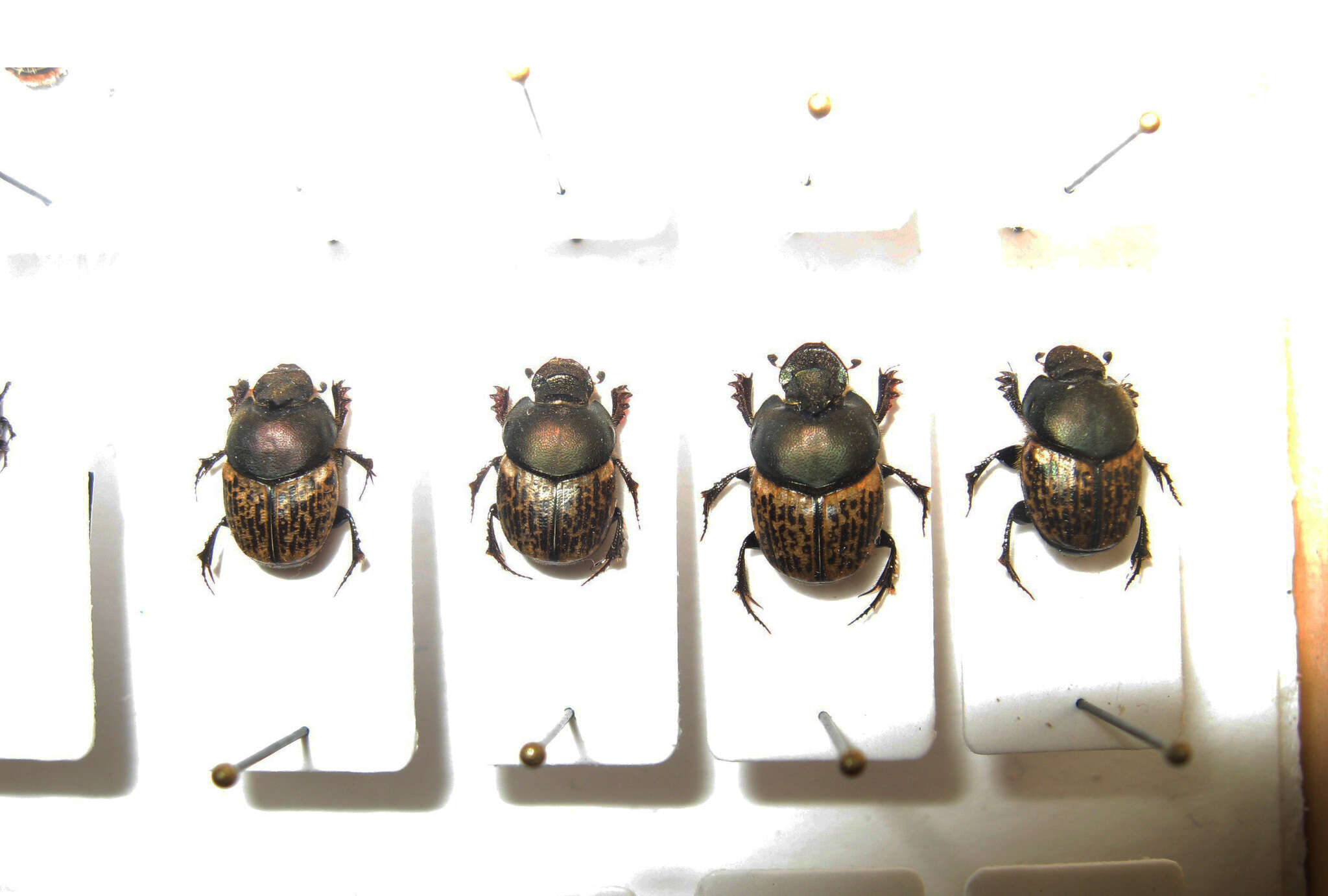 Image of Onthophagus (Palaeonthophagus) vacca (Linnaeus 1767)