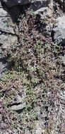 Image of Thymus gobicus Czern.