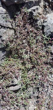 Image of Thymus gobicus Czern.