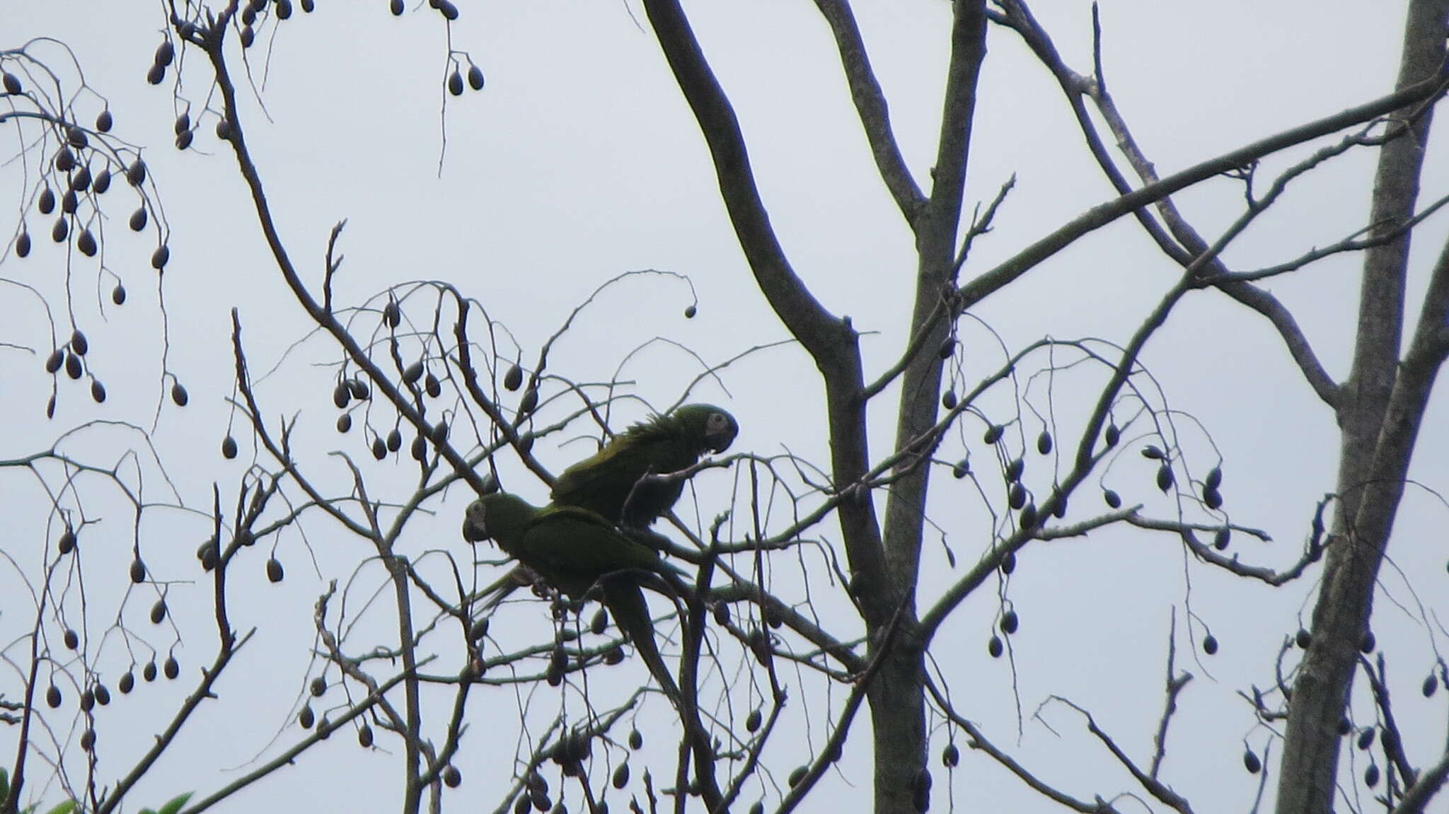 Image of Chestnut-fronted Macaw