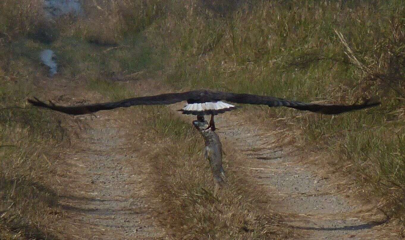 Image of Band-tailed Fish-eagle