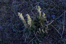 Imagem de Pedicularis abrotanifolia M. Bieb. ex Steven