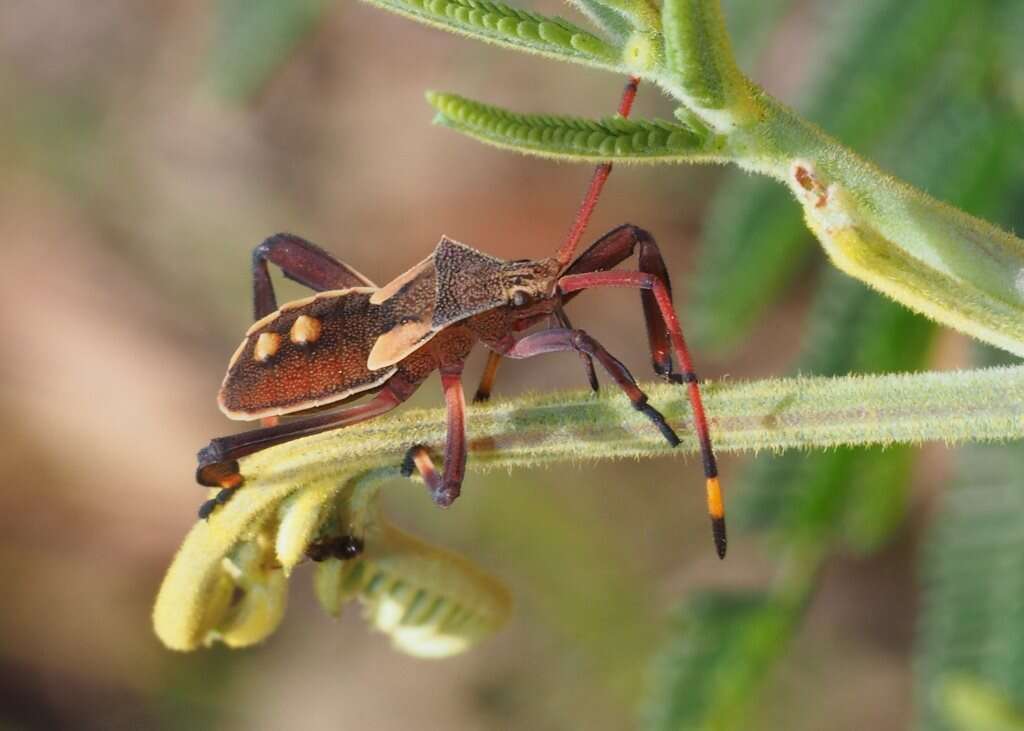 Image of Crusader bug