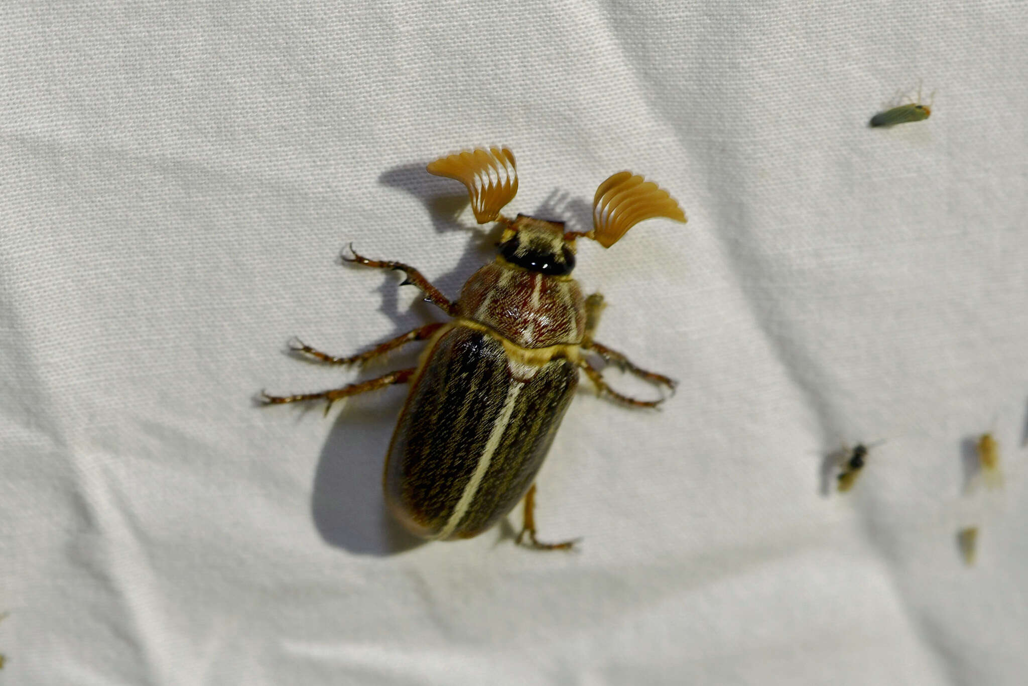 Image of Polyphylla hammondi Le Conte 1856