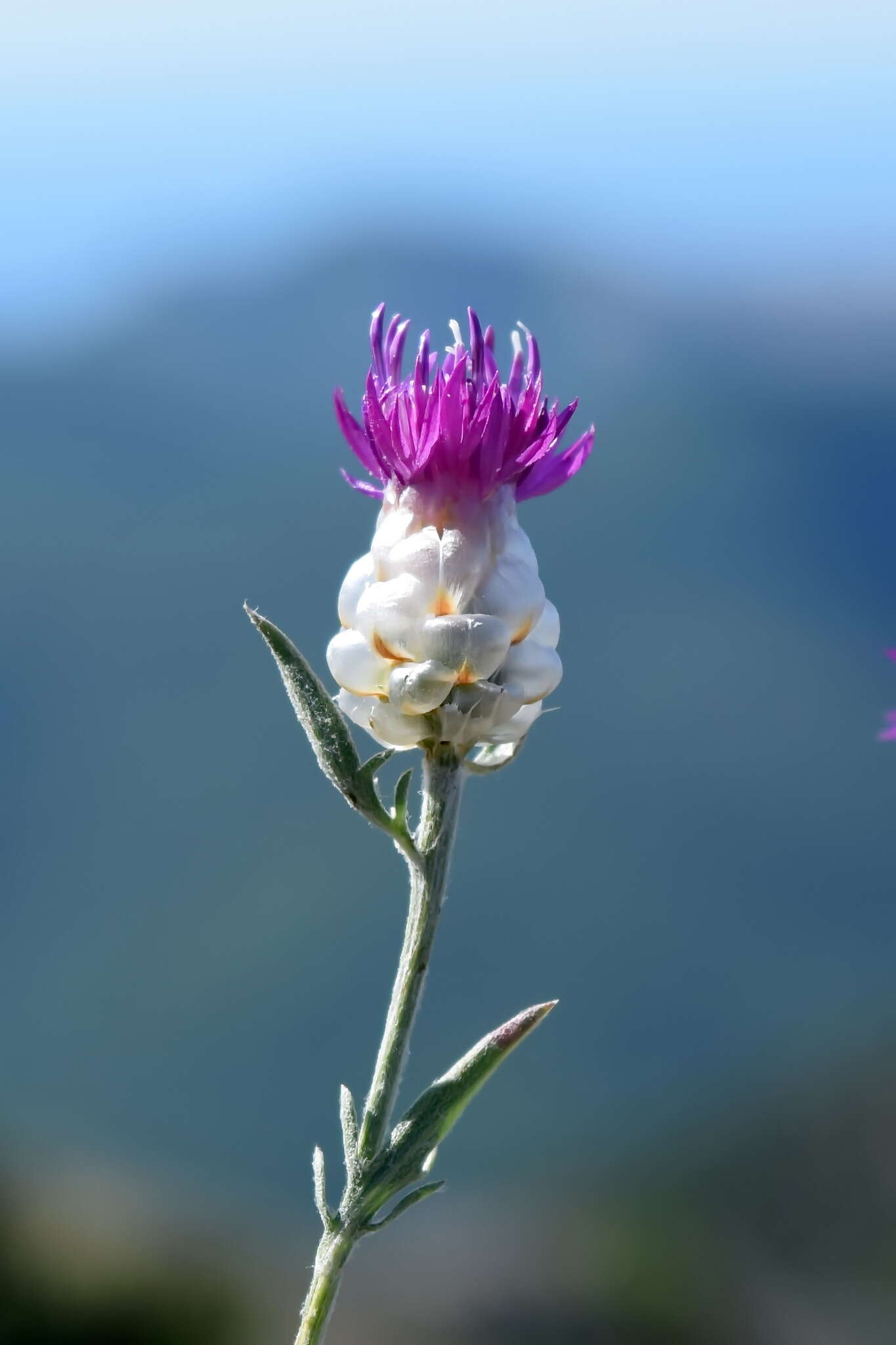 Image of Centaurea sarandinakiae Illarionova