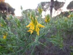 صورة Genista hirsuta M. Vahl