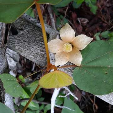 Image of Bakeridesia yucatana (Standl.) D. M. Bates