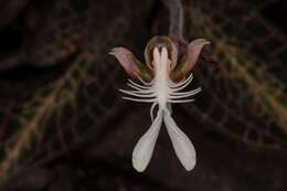 Image of Copper-glint Orchid