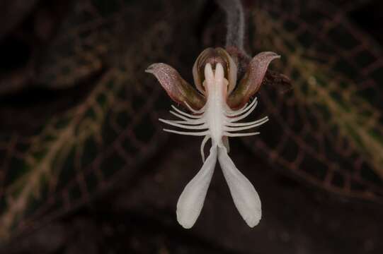Image of Copper-glint Orchid