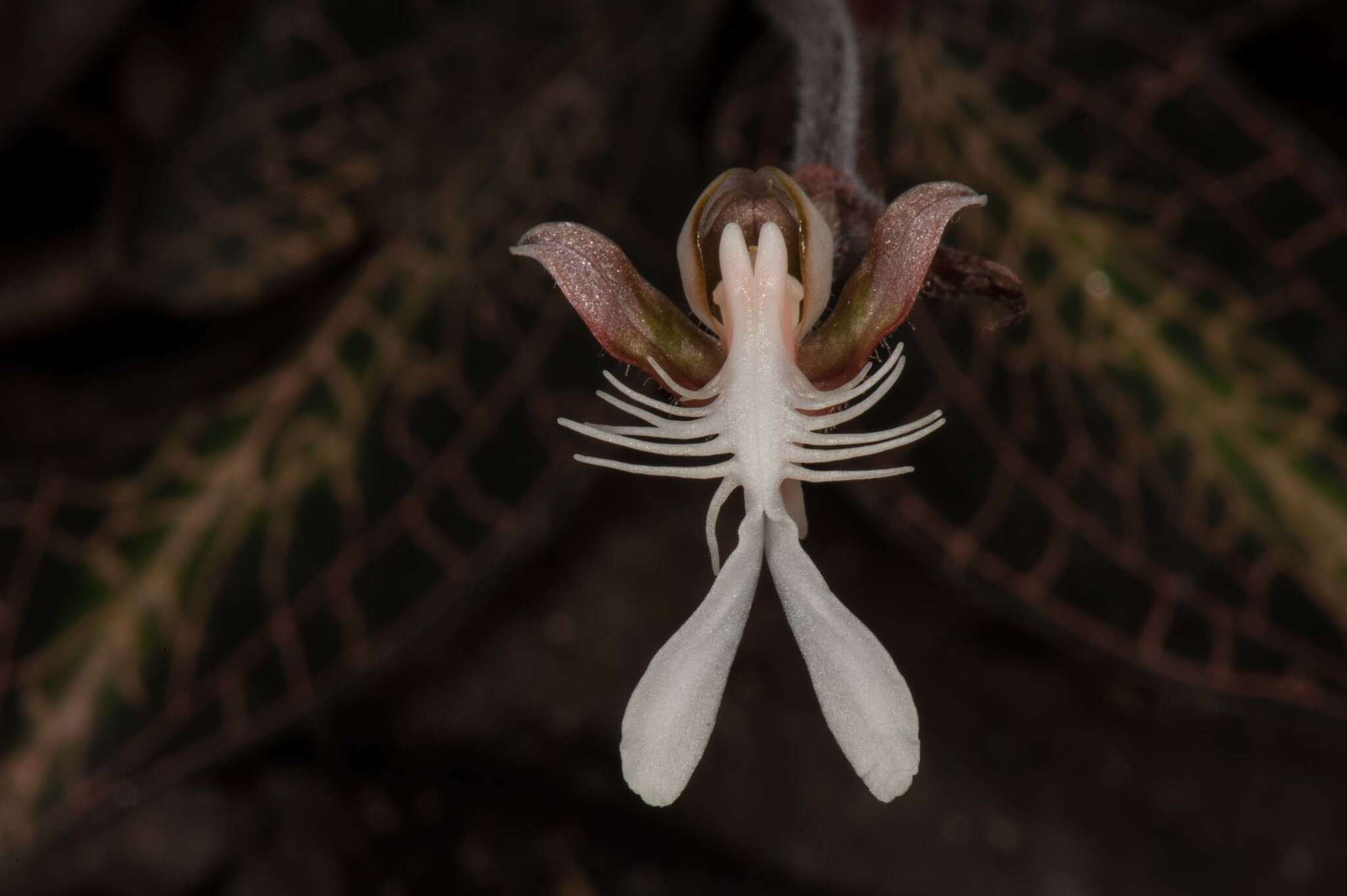 Image of Copper-glint Orchid