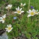 Image of Anemone baldensis subsp. baldensis