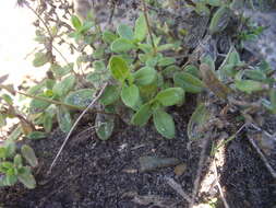 Image de Felicia amoena subsp. latifolia Grau