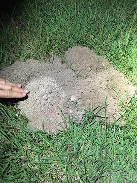 Image of Baird's Pocket Gopher