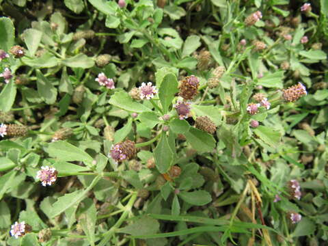 Plancia ëd Phyla nodiflora var. minor (Gillies & Hook.) N. O'Leary & Múlgura