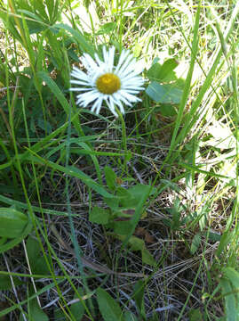 Image of large mountain fleabane