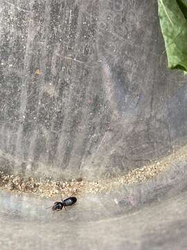 Image of Ground beetle