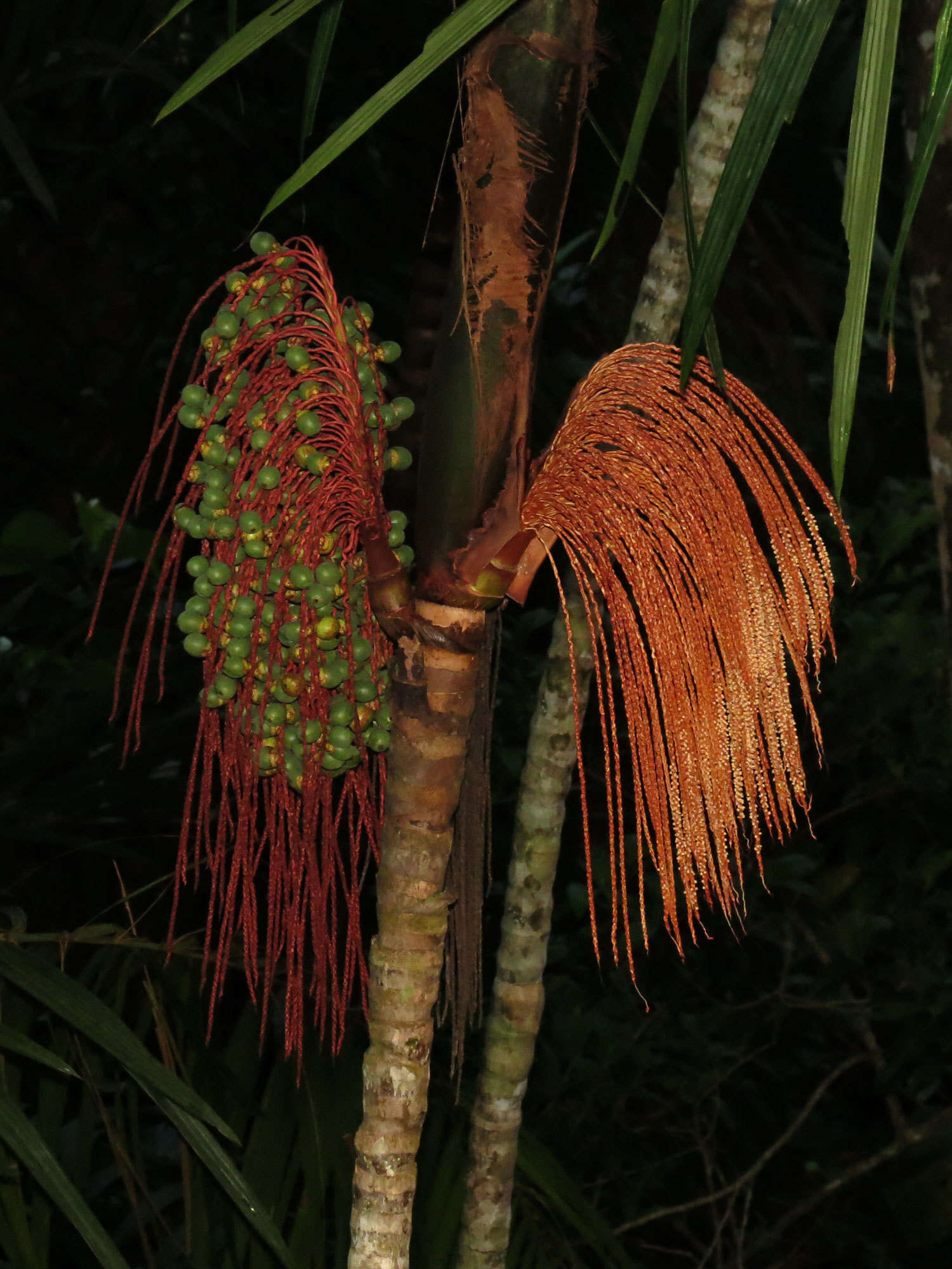 Image de Oenocarpus mapora H. Karst.