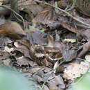 Image of Rufous Nightjar