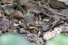 Image of Rufous Nightjar