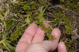 Image of Margyricarpus pinnatus (Lam.) Kuntze