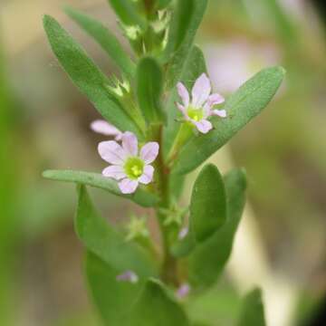 Image of Grass-poly