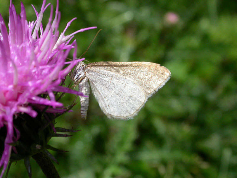 Image of Drab looper moth