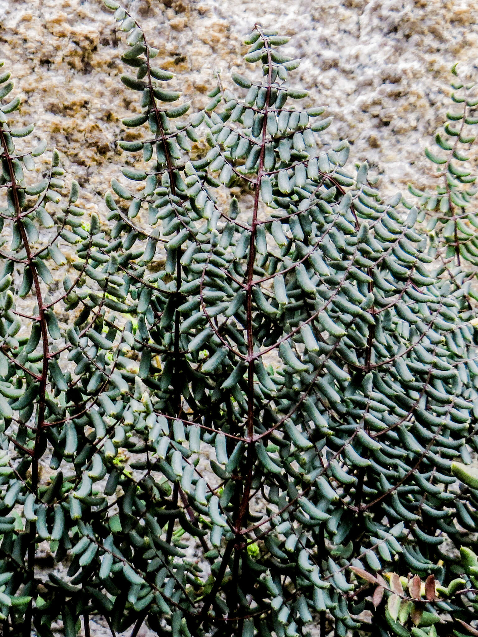 Image of California cliffbrake