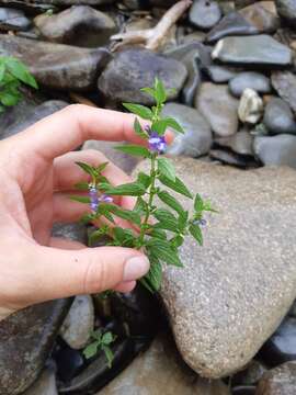 Image de Scutellaria churchilliana Fernald