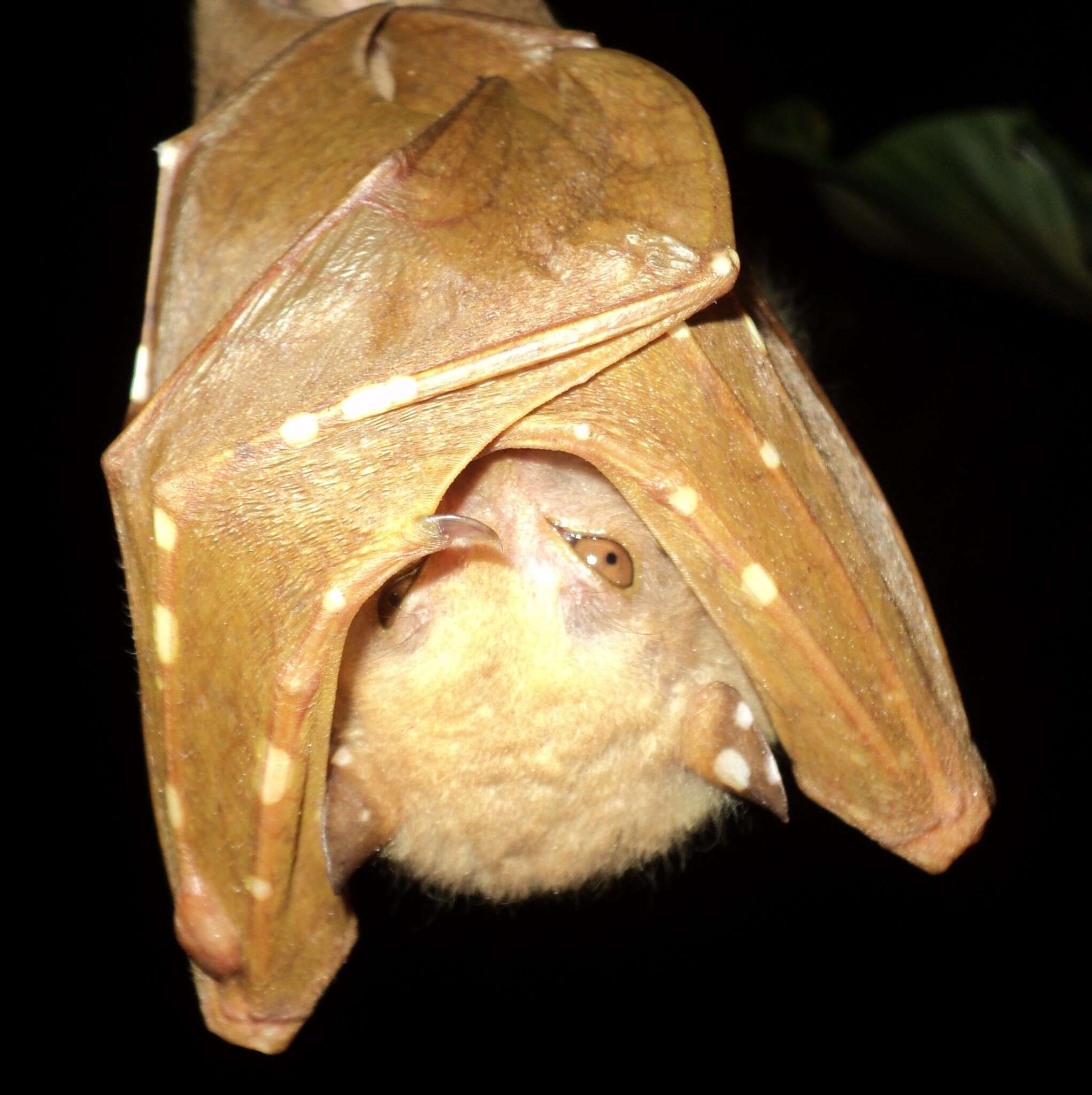 Image of Philippine Tube-nosed Fruit Bat