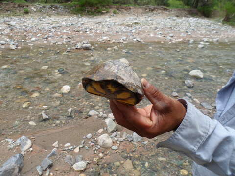 Image of Mexican Mud Turtle