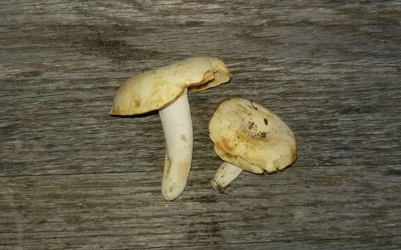 صورة Lactifluus glaucescens (Crossl.) Verbeken 2012