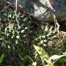 Image of Mammillaria melanocentra subsp. melanocentra