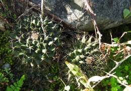 Image of Mammillaria melanocentra subsp. melanocentra