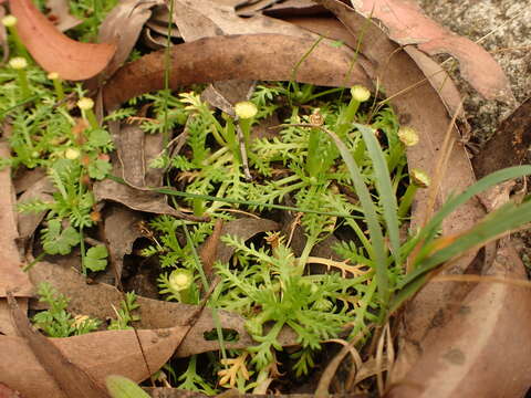 Image of Cotula alpina (Hook. fil.) Hook. fil.