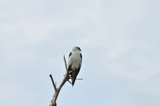 Image of Black-shouldered Kite