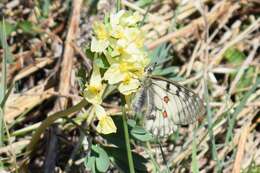 Parnassius ariadne (Lederer 1853) resmi