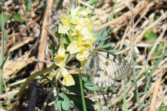 Sivun Parnassius ariadne (Lederer 1853) kuva