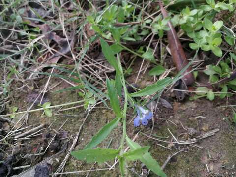 Imagem de Lobelia flaccida (C. Presl) A. DC.