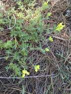 Image of Scutellaria orientalis L.