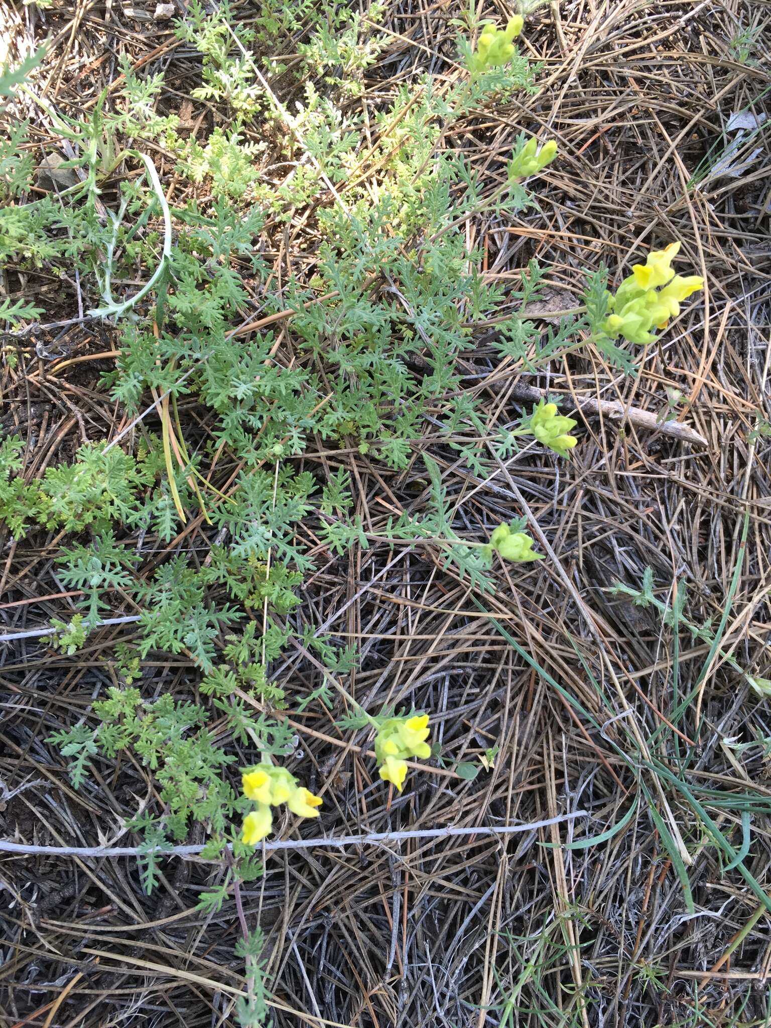 Image of Scutellaria orientalis L.