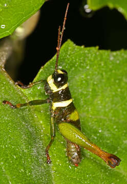 Image de Eucosmetacris